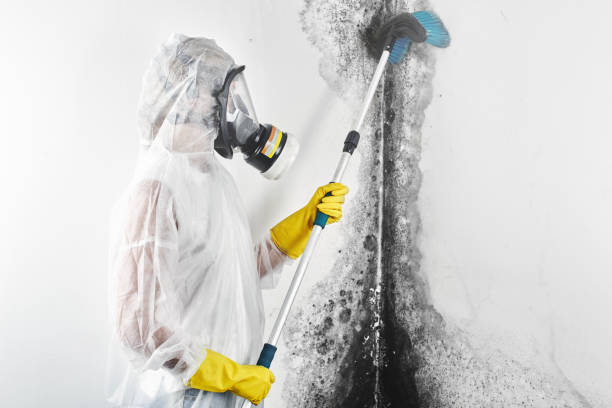 Best Environmental Consulting for Mold Prevention  in Monon, IN