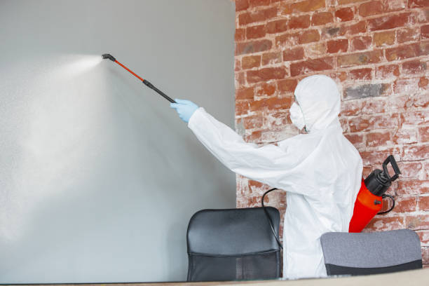 Best Black Mold Removal  in Monon, IN