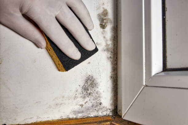 Trusted Monon, IN Mold Removal Experts