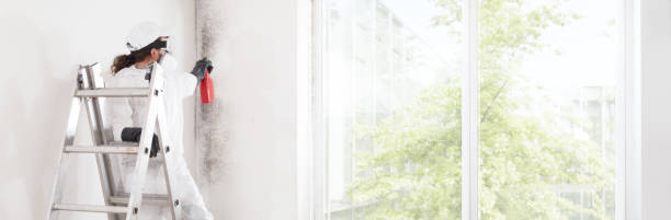 Best Mold Removal for HVAC Installations  in Monon, IN
